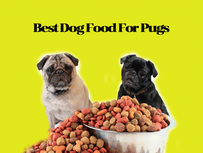 Best Dog Food For Pugs- Brilliant Bites for Hungry Pugs!