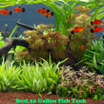 Best 20 Gallon Fish Tank