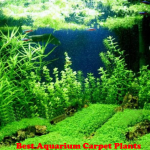 Best Aquarium Carpet Plants