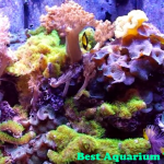Best Aquarium Water Chiller